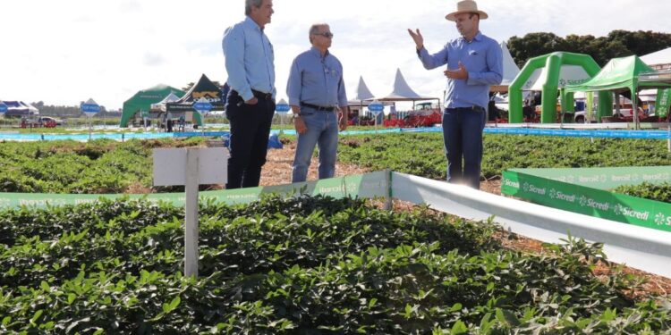 Diversificação agrícola impulsiona produção de amendoim em Mato Grosso do Sul