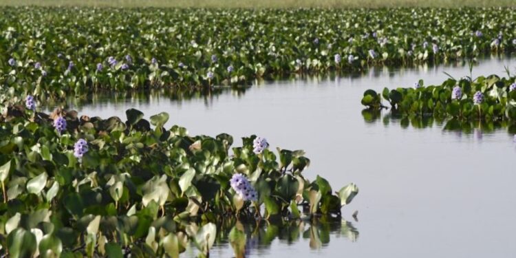 ICMS Ecológico: Governo de MS divulga índices da participação dos municípios para 2025