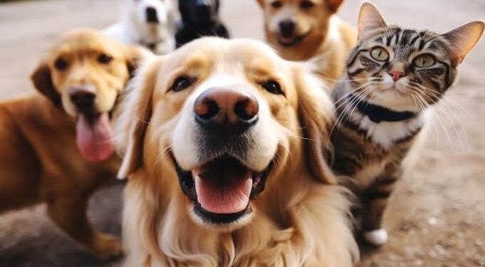 Costa Rica intensifica controle populacional de animais com Castramóvel