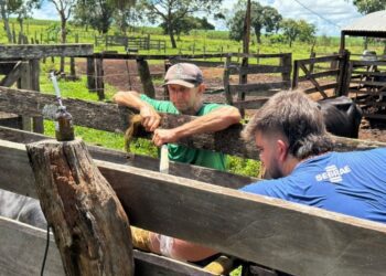 Melhoramento genético da pecuária leiteira avança em Costa Rica com nova rodada de ações