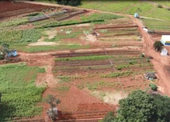 Cinturão Verde revoluciona agricultura familiar em Costa Rica