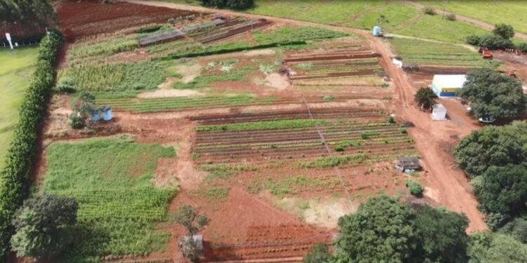 Cinturão Verde revoluciona agricultura familiar em Costa Rica