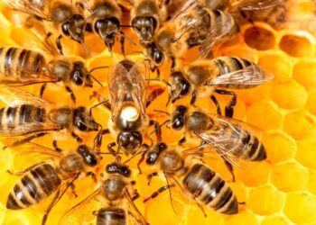 Aumento de ataques de abelhas em Mato Grosso do Sul mobiliza autoridades de saúde