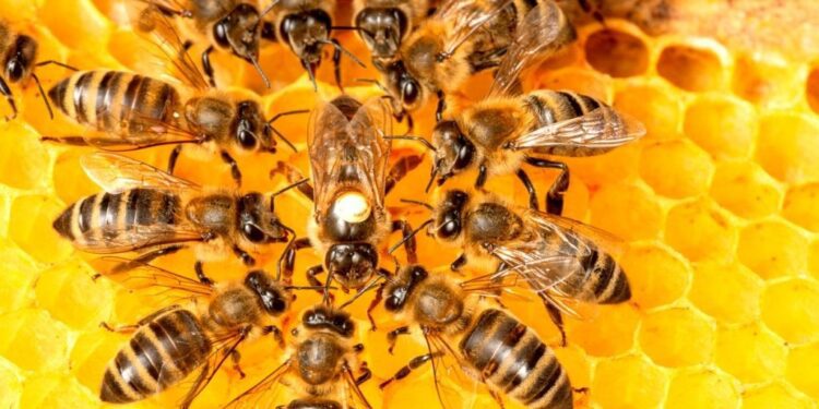 Aumento de ataques de abelhas em Mato Grosso do Sul mobiliza autoridades de saúde