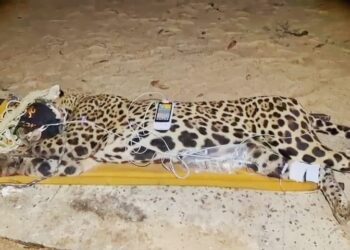 Onça-pintada é capturada pela PMA e será atendida no centro de reabilitação