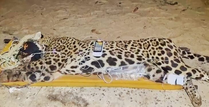 Onça-pintada é capturada pela PMA e será atendida no centro de reabilitação