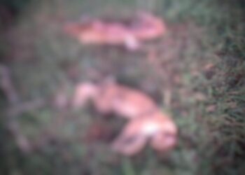 PMA prende homem suspeito de abater duas onças-pardas em Camapuã