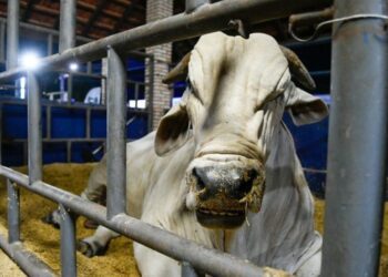 MS recebe status de área livre de aftosa, apto para ampliar mercados da carne
