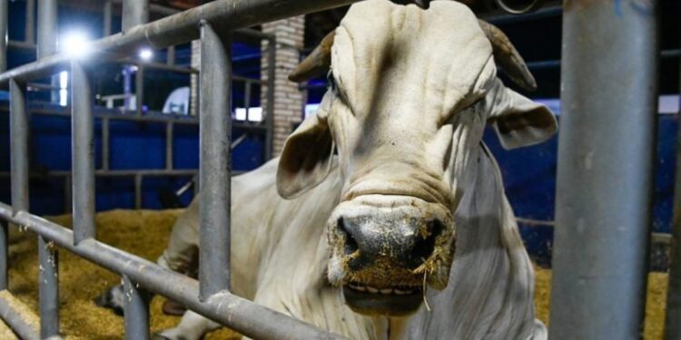 MS recebe status de área livre de aftosa, apto para ampliar mercados da carne