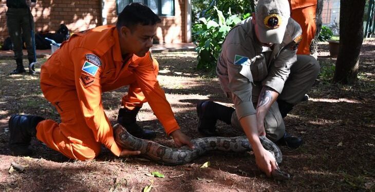 Na luta contra o fogo toda vida importa e Bombeiros aprimoram técnicas para resgate de animais silvestres