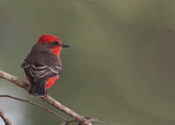 Global Big Day fortalece o turismo de MS e atrai cerca de 200 pessoas percorrendo o Estado