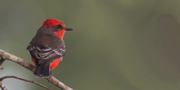 Global Big Day fortalece o turismo de MS e atrai cerca de 200 pessoas percorrendo o Estado