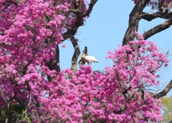 Novo regramento ambiental e monitoramento via satélite ajudam a reduzir supressão vegetal no Pantanal
