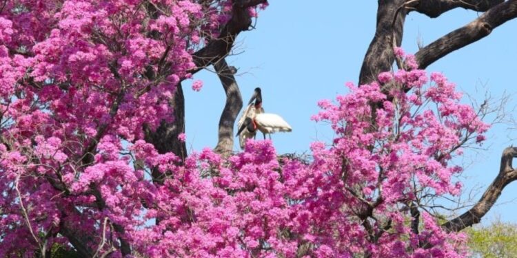 Novo regramento ambiental e monitoramento via satélite ajudam a reduzir supressão vegetal no Pantanal
