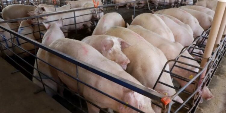 Com quase 300 granjas, suinocultura impulsiona economia de MS