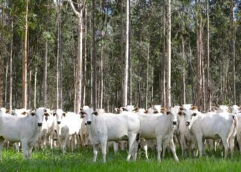 Com área livre de aftosa, trânsito de bovinos de MS para todo o território nacional está liberado