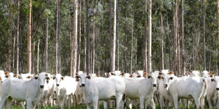 Com área livre de aftosa, trânsito de bovinos de MS para todo o território nacional está liberado