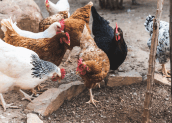 Agraer, Embrapa e Iagro reforçam prevenção à gripe aviária com foco na agricultura familiar