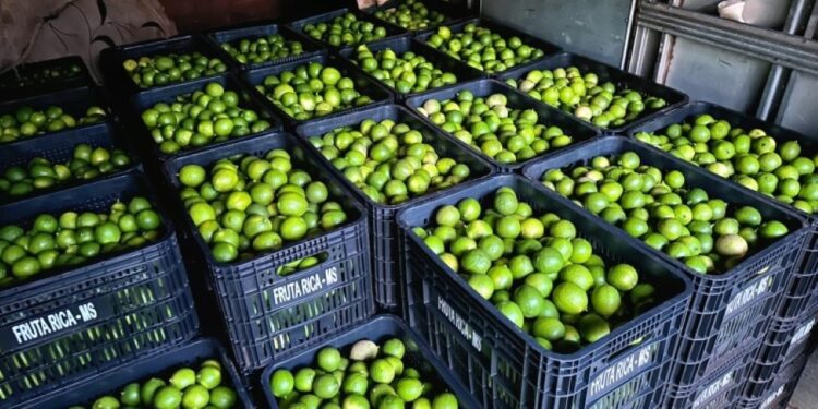 Fruticultura de Costa Rica avança e envia primeira remessa de limões para Campo Grande