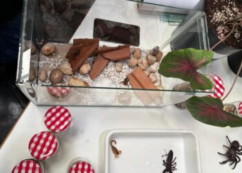 Escorpiões são responsáveis por 3 em cada 4 acidentes com animais peçonhentos em MS