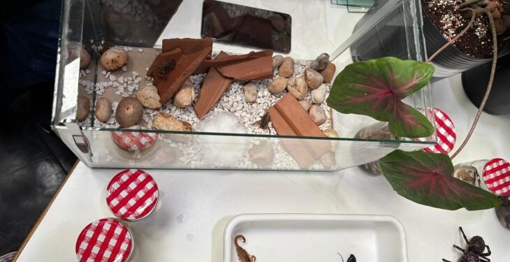 Escorpiões são responsáveis por 3 em cada 4 acidentes com animais peçonhentos em MS