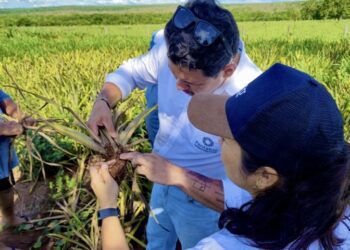 Startup criada na UEMS desenvolve tecnologia que aumenta a eficiência das lavouras