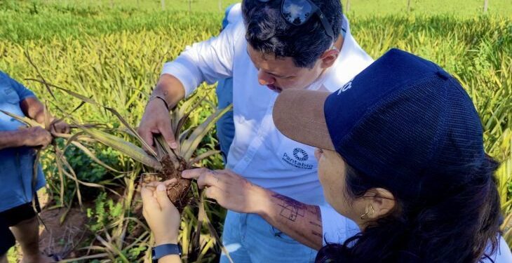 Startup criada na UEMS desenvolve tecnologia que aumenta a eficiência das lavouras