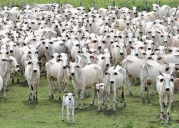 Livre de aftosa sem vacina: status histórico é mais uma ferramenta de MS para ampliar mercados na Ásia