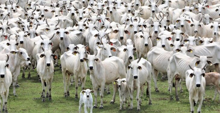 Livre de aftosa sem vacina: status histórico é mais uma ferramenta de MS para ampliar mercados na Ásia