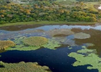 Parque do Pantanal do Rio Negro desponta como modelo nacional na geração de créditos ambientais