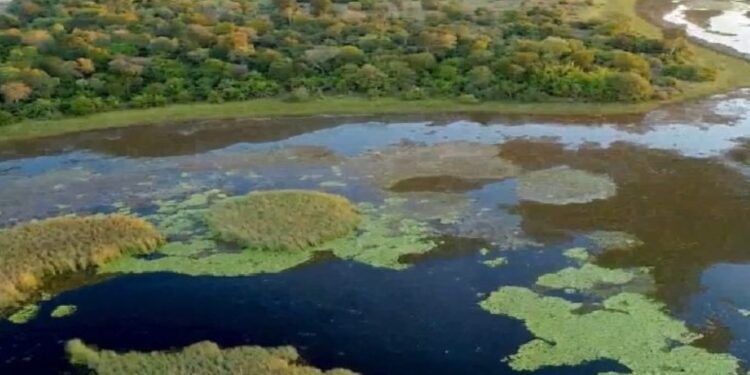 Parque do Pantanal do Rio Negro desponta como modelo nacional na geração de créditos ambientais
