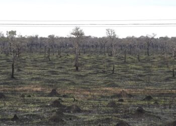 Com mais chuvas e baixas temperaturas, 1º semestre deste ano teve redução de 92,8% da área queimada no Pantanal