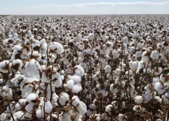 Costa Rica transforma renda do agro em serviços e lidera ranking social no MS