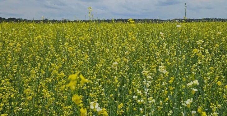 Visando diversificar safra agrícola, Governo posterga recolhimento do ICMS da carinata e outros 5 produtos