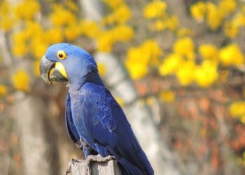 1º Big Day das Araras Azuis acontece dias hoje e amanhã no Brasil, Paraguai e Bolívia