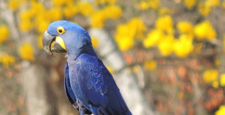1º Big Day das Araras Azuis acontece dias hoje e amanhã no Brasil, Paraguai e Bolívia