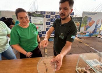 Com período de maior atividade dos escorpiões, SES de MS monitora avanço dos acidentes e reforça atendimento