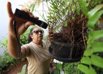 Boletim Epidemiológico: MS registra 7.928 casos confirmados de dengue