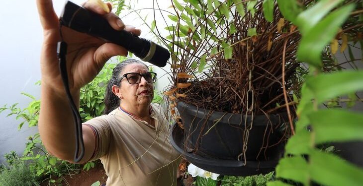 Boletim Epidemiológico: MS registra 7.928 casos confirmados de dengue