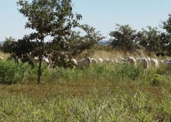 Mato Grosso do Sul sai na frente na captura de carbono e no desenvolvimento sustentável