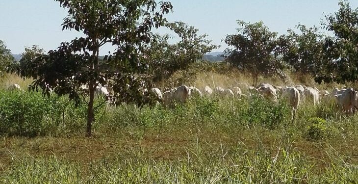 Mato Grosso do Sul sai na frente na captura de carbono e no desenvolvimento sustentável