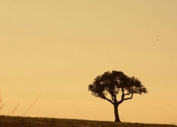 Estiagem prolongada e altas temperaturas elevam risco de incêndios florestais em Mato Grosso do Sul