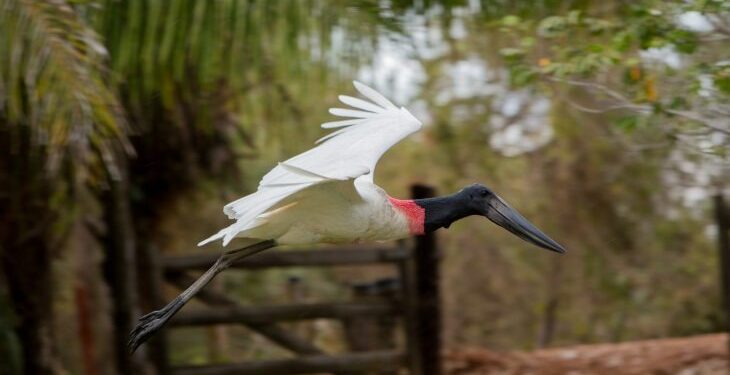 Mato Grosso do Sul reforça liderança no turismo responsável em fórum nacional