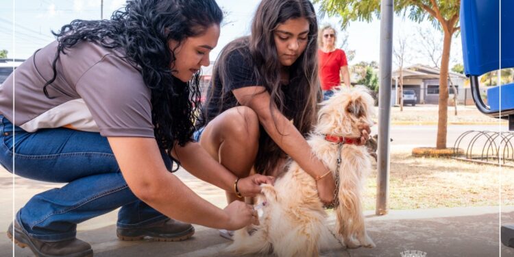 Campanha de vacinação antirrábica em São Gabriel do Oeste ganha novo “Dia D” neste sábado