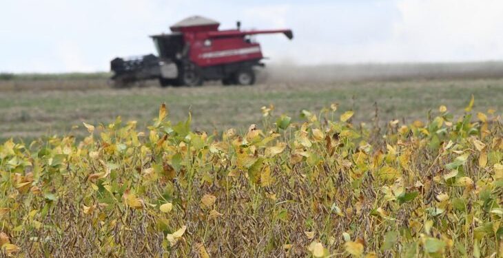 Começa plantio da maior safra de soja de Mato Grosso do Sul, com expectativa de colher 15 milhões de toneladas