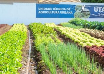 Hortifrutis doados pela Ceasa em MS matam a fome e viram adubo para a comunidade