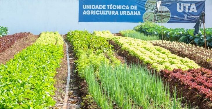Hortifrutis doados pela Ceasa em MS matam a fome e viram adubo para a comunidade