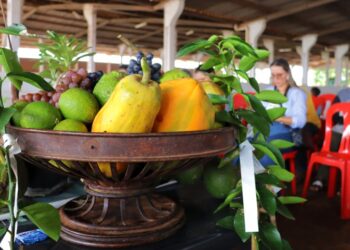 Agricultura familiar vive momento de relevância com sistema agroflorestal e economia de carbono