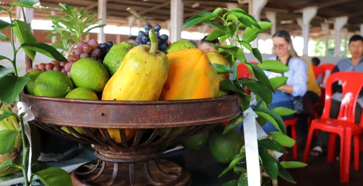 Agricultura familiar vive momento de relevância com sistema agroflorestal e economia de carbono