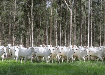 Declaração de Rebanho: segunda etapa da campanha da Iagro começa em 1º de novembro